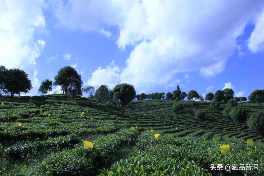 深度解析！云南农科院研究论证：这么多年，我们都错怪了台地茶